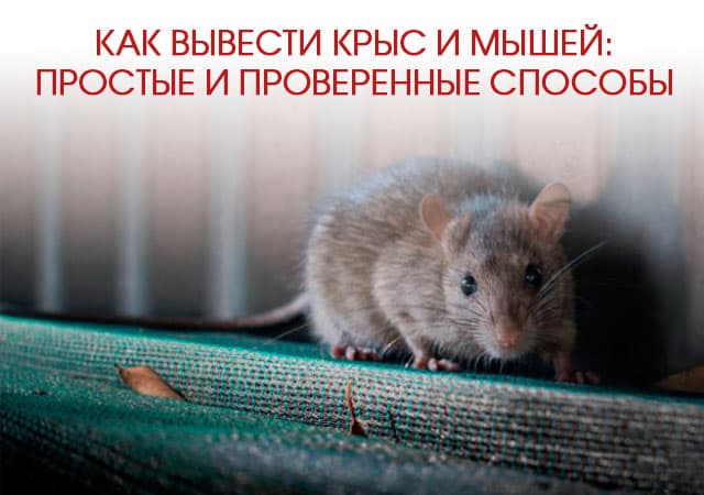 Как вывести крыс и мышей в Апрелевке: простые и проверенные способы