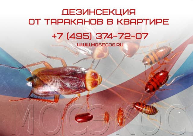 Дезинсекция от тараканов в квартире в Апрелевке