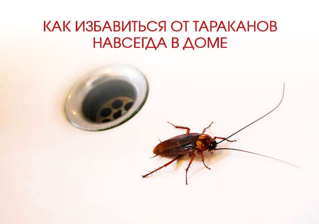 Как избавиться от тараканов в доме в Апрелевке